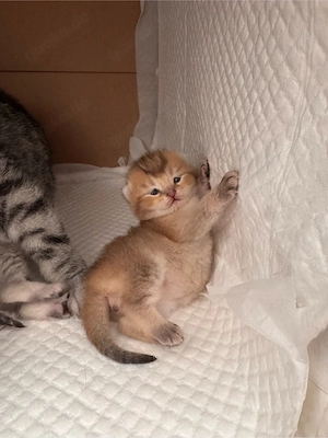 Süße neugeborene Kätzchen   Reservierung möglich   