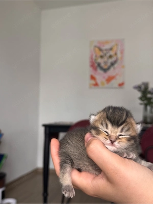 Süße neugeborene Kätzchen   Reservierung möglich   