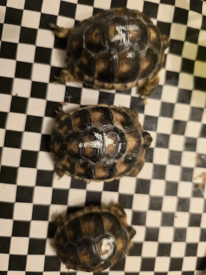 3 schöne Breitrandschildkröten 2025