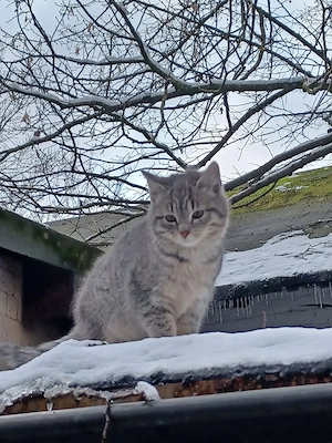 Junge Katze sucht neues Zuhause 