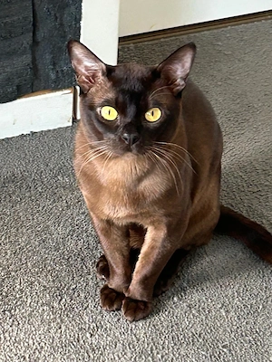 Deckkater sucht eine hübsche Katzendame. Burma 