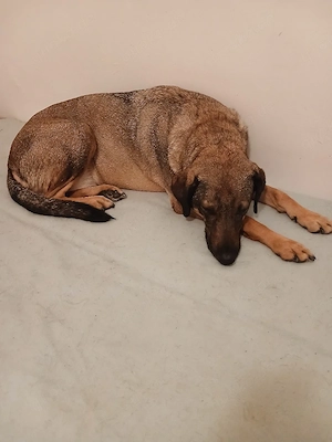 Hallo ich mus schw.herzens meine hündin verkaufen 