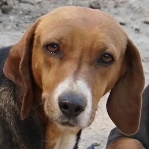 Imelda, geb. ca. 11 2021, lebt in GRIECHENLAND, auf einer privaten Pflegestelle 