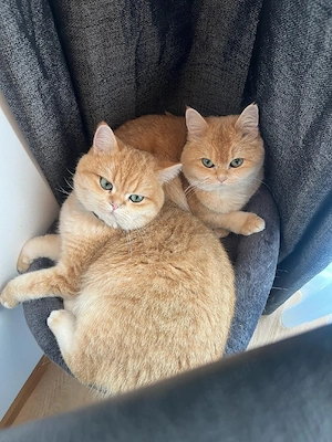 Britisch Kurzhaar Deckkater 