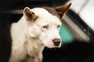 Odin ist kein gewöhnlicher Husky-Mix