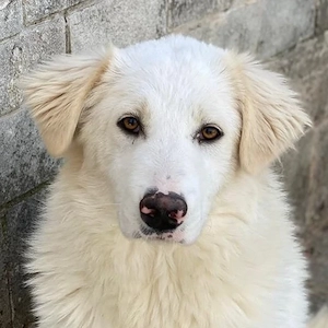 Frauke, geb. ca. 11 2023, lebt in GRIECHENLAND, auf einer privaten Pflegestelle 