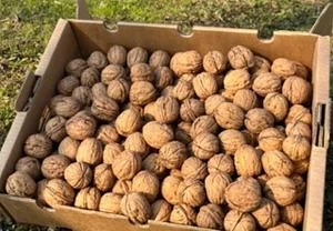 26kilo getrocknete Walnüsse zu verkaufen