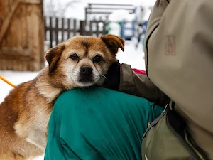 Kleiner, freundlicher Senior Pucki sucht gemütliches Zuhause