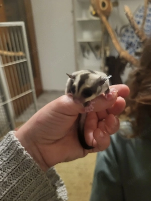 sugarglider jungtier
