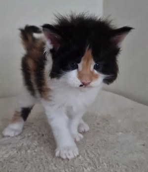 Maine Coon Kitten  Bild 3