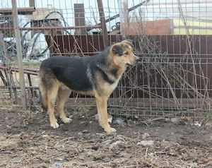 Nero sucht ein emphatisches, geduldiges Zuhause!