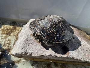 Europäische Sumpfschildkröte 