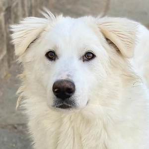 Fenri, geb. ca. 11 2023, lebt in GRIECHENLAND, auf einer privaten Pflegestelle 