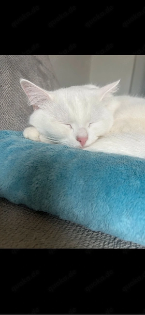 BKH Kater Schneeweiß Bild 3