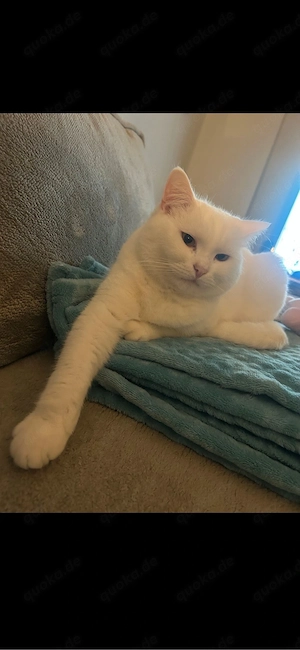 BKH Kater Schneeweiß Bild 4