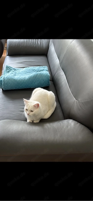 BKH Kater Schneeweiß Bild 2