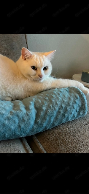 BKH Kater Schneeweiß Bild 5