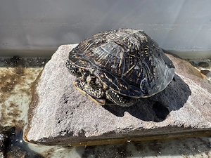 Europäische Sumpfschildkröte 