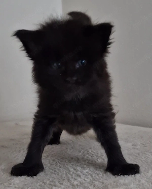 Maine Coon Kitten  Bild 1