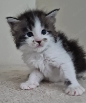 Maine Coon Kitten  Bild 5