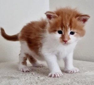 Maine Coon Kitten 