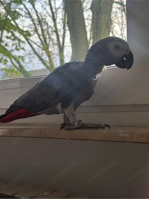 papagei 10 jahre alt