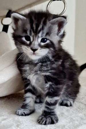 Maine Coon Kitten  Bild 4