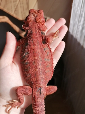 Bartagame (Pogona Vitticeps) - Red Monster Linie, high Red