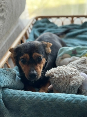 Kleine ruhige Hündin (geb. 2022) in liebevolle Hände abzugeben