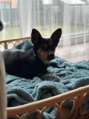 Kleine ruhige Hündin (geb. 2022) in liebevolle Hände abzugeben