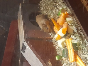 Fünf junge Rennmausmädchen