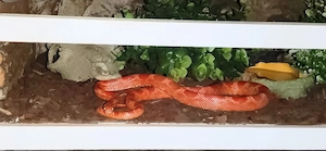 Verkaufe Terrarium mit kompletter Ausstattung und Fire Kornnatter (NZ24) Bild 5