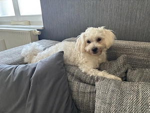 malteser rüde 2 jahre 