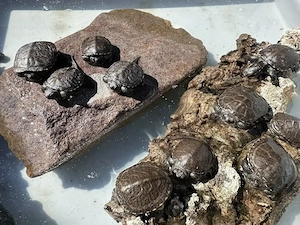 Europäische Sumpfschildkröte 