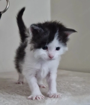 Maine Coon Kitten  Bild 6