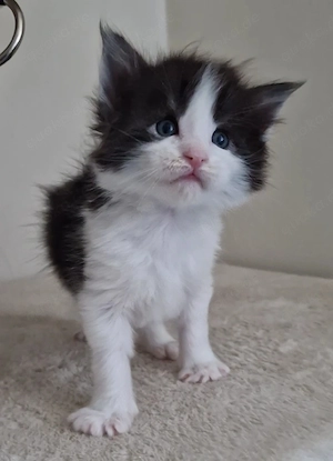 Maine Coon Kitten  Bild 9