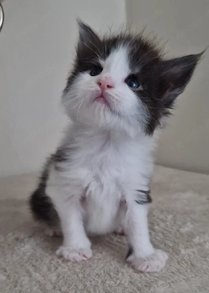 Maine Coon Kitten  Bild 10