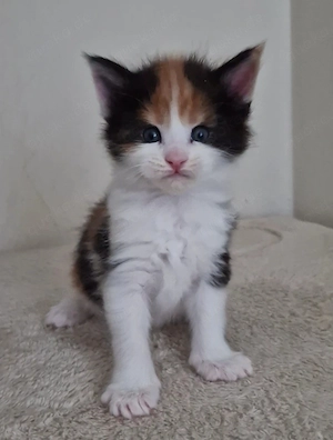 Maine Coon Kitten  Bild 8