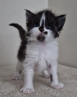 Maine Coon Kitten  Bild 7