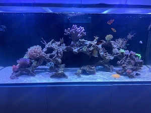 Meerwasser Fische   Schnecken