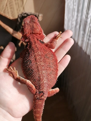 Bartagame (Pogona Vitticeps) - Red Monster Linie, high Red