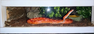 Verkaufe Terrarium mit kompletter Ausstattung und Fire Kornnatter (NZ24) Bild 6