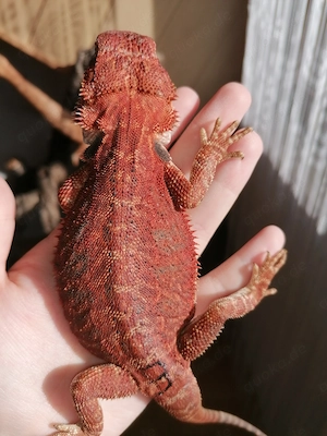 Bartagame (Pogona Vitticeps) - Red Monster Linie, high Red