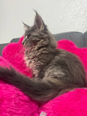Maine Coon Kitten Bild 3