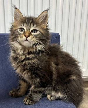 Maine Coon Kitten Bild 2