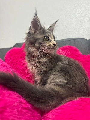 Maine Coon Kitten Bild 4