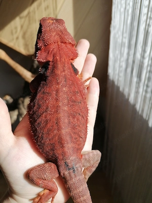 Bartagame (Pogona Vitticeps) - Red Monster Linie, high Red