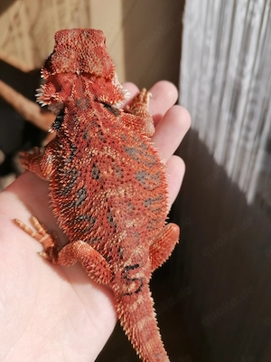 Bartagame (Pogona Vitticeps) - Red Monster Linie, high Red