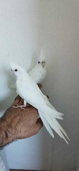 Nympen sitich 2monate alt vögel 