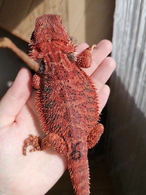 Bartagame (Pogona Vitticeps) - Red Monster Linie, high Red